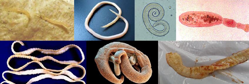 Različne vrste parazitov