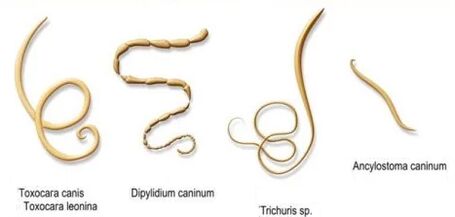 črvi in ​​njihova imena