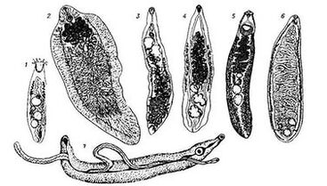 Trematode (ravni črvi)