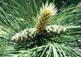 Bor za čiščenje telesa zajedavcev