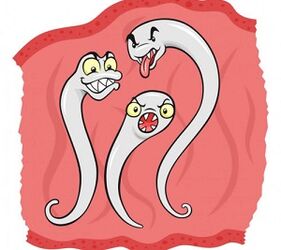 kateri paraziti lahko živijo v človeškem telesu