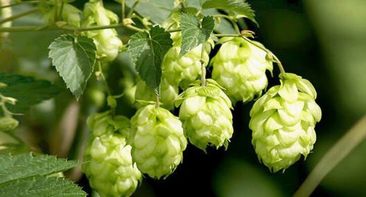 hmelj - zdravilo proti parazitom
