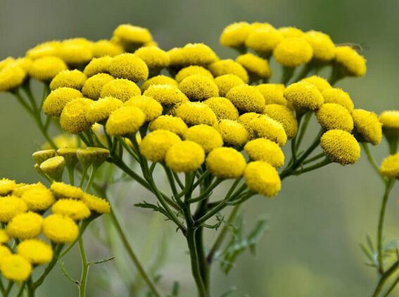 tansy - zdravilo za parazite